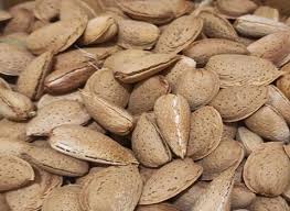 تصویر 3 از قیمت بادام دو پوسته + فروش عمده